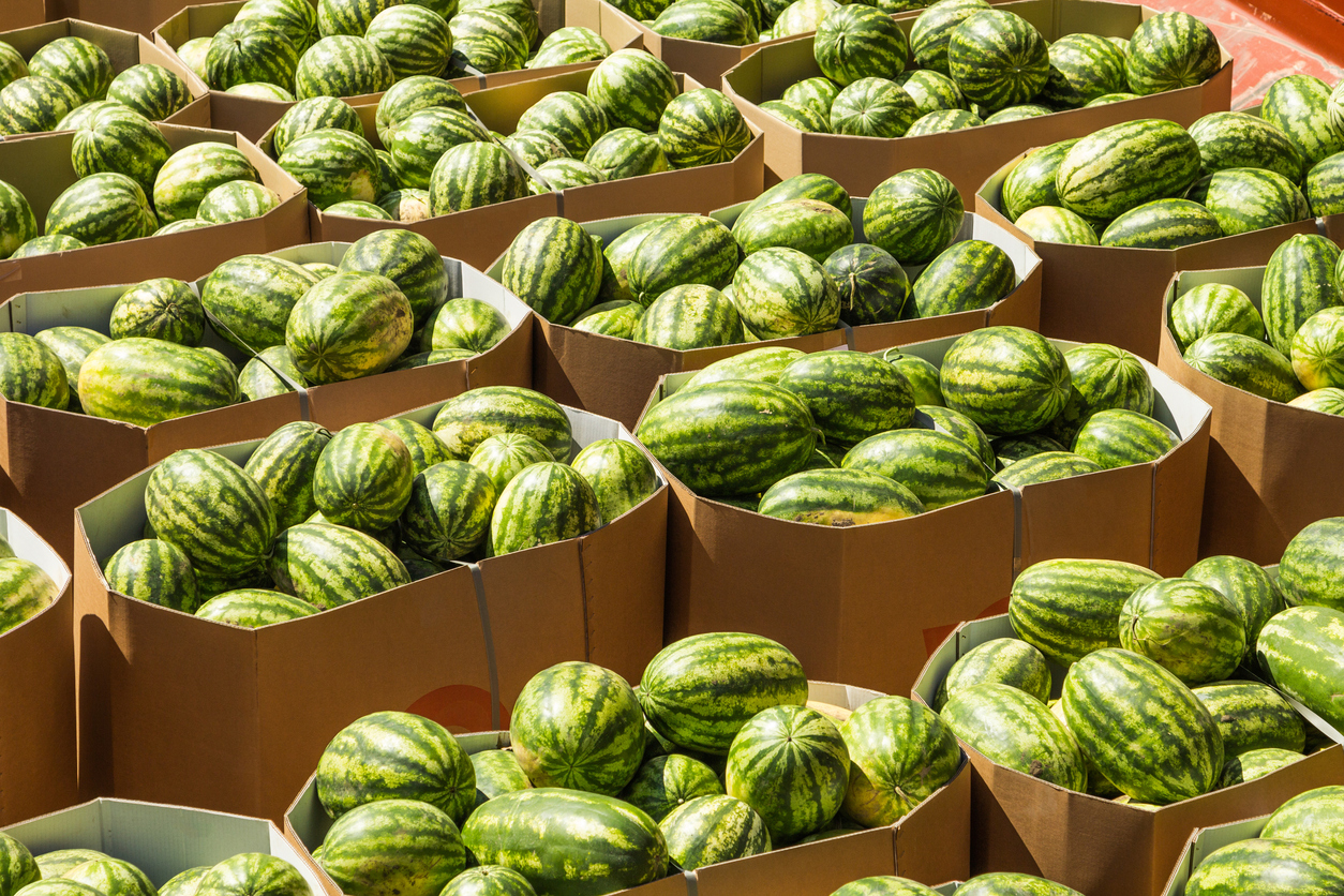 primary packaging — Ripe watermelons packed in cardboard boxes